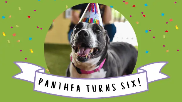 cumpleaños de panthea