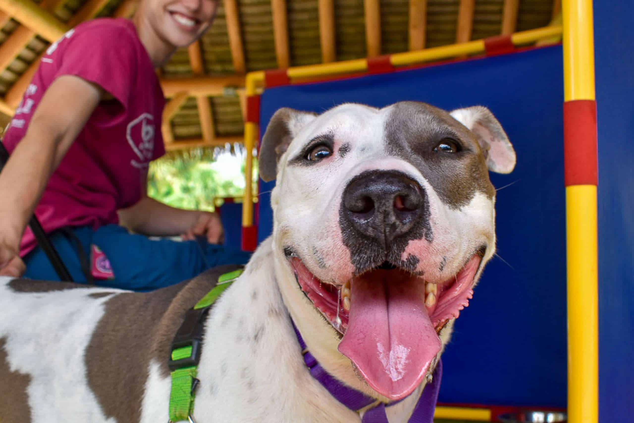 Perro sonriente durante el adiestramiento en Peggy Adams Animal Rescue
