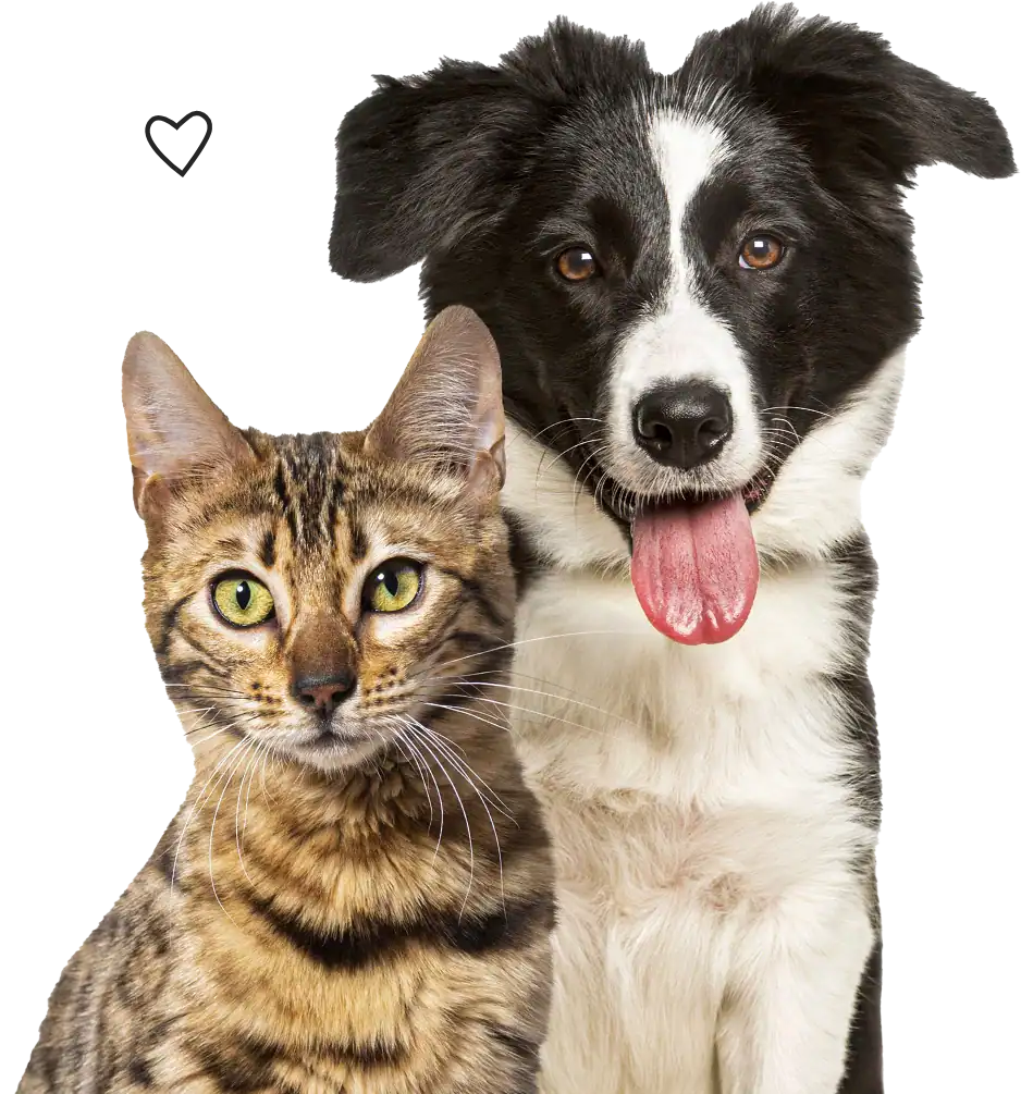 Adorable gato y perro disponibles para adopción en Peggy Adams Animal Rescue.