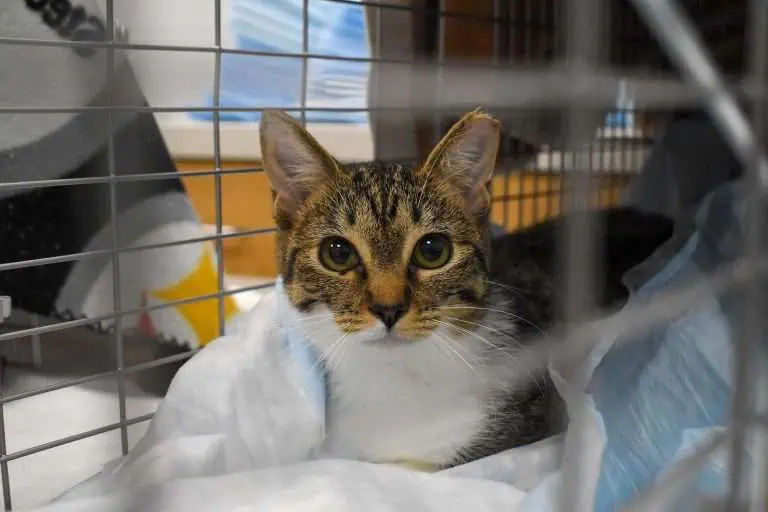 Cat during Spay Day at Peggy Adams Animal Rescue
