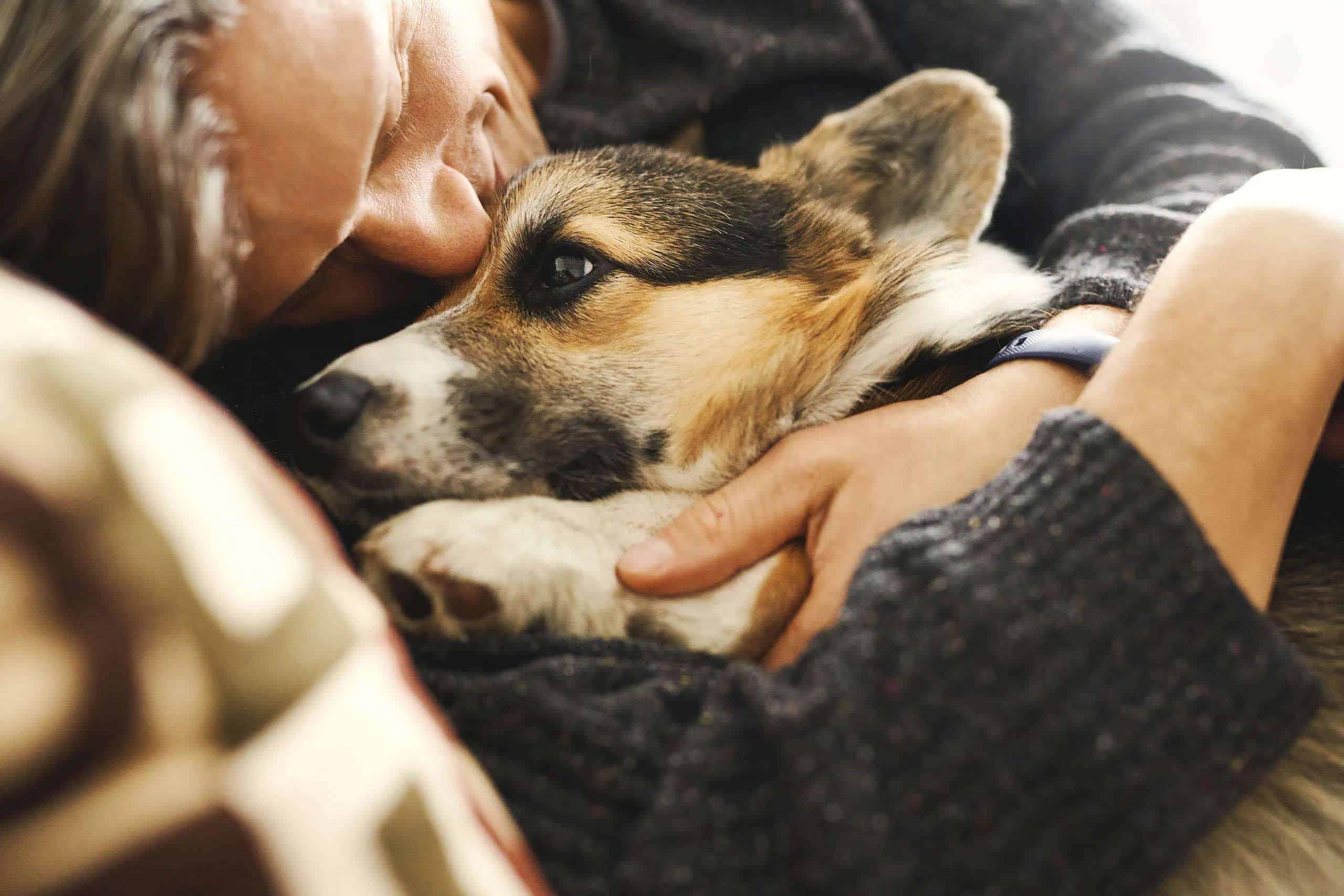 Portrait of young man embracing his pet. Cute Welsh Corgi puppy resting with owner, spending time together at home