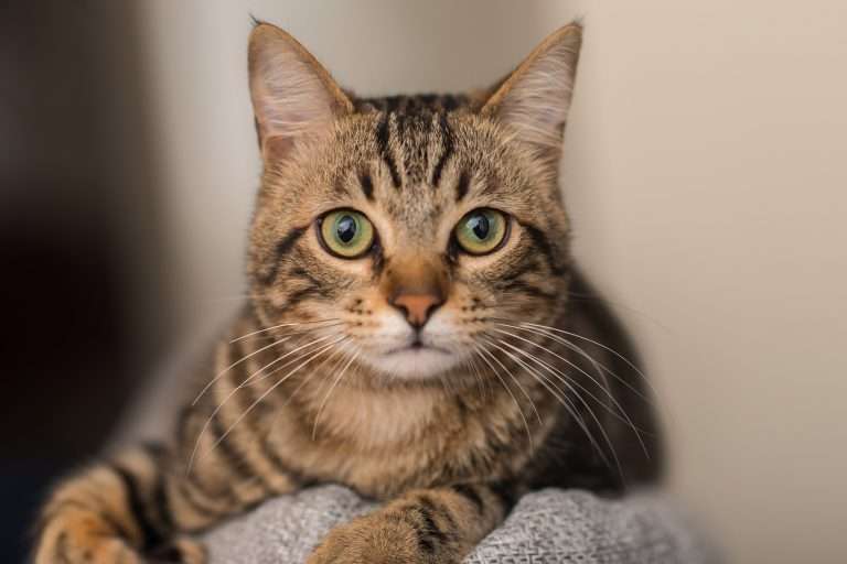 Relaxed domestic cat at home