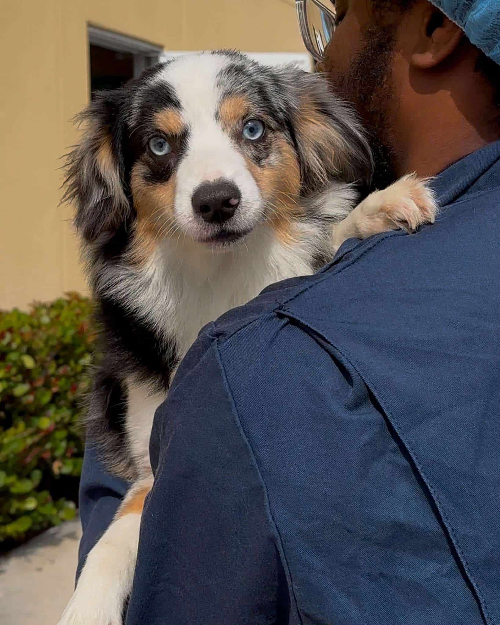 Cachorro de Pastor Australiano sostenido por una persona, mostrando sus llamativos ojos azules y su adorable expresión.