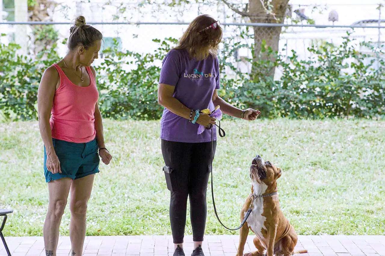 Sesión de entrenamiento canino en Peggy Adams Animal Rescue Foundation con un entrenador y un perro.