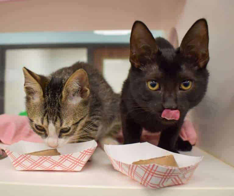 Adorable cats eating together at Peggy Adams Animal Rescue shelter.