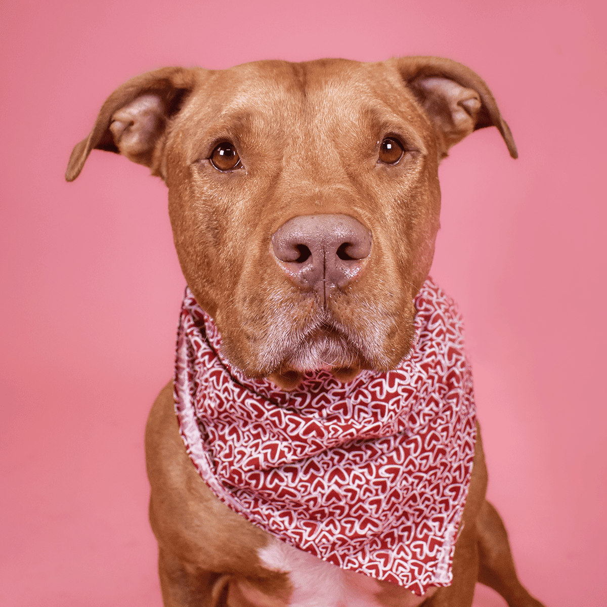 Dog with a red patterned bandana on a pink background.