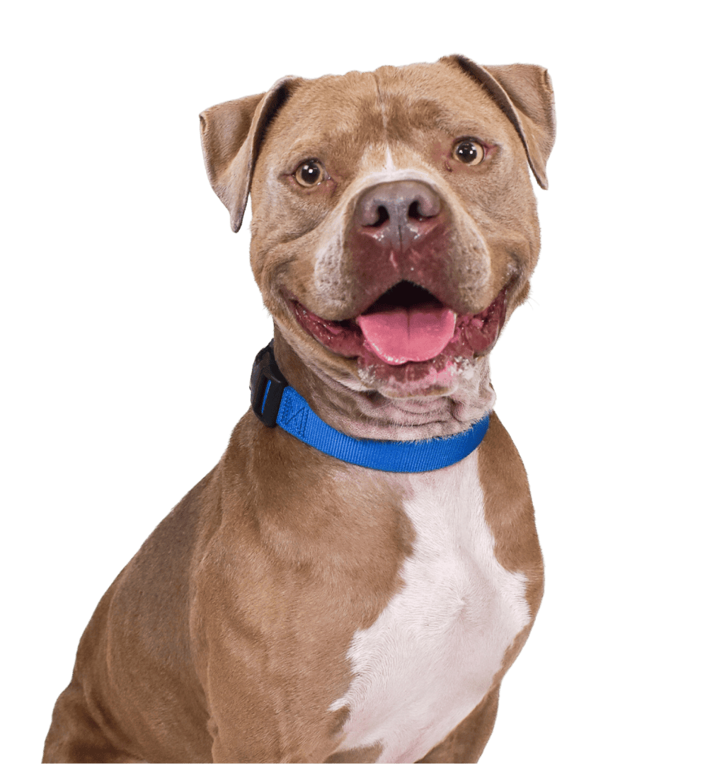 Adopt a friendly, smiling dog from Peggy Adams Animal Rescue.