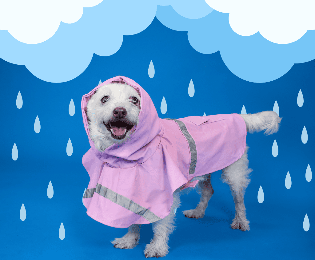 Dog in pink raincoat standing outdoors in rainy weather.