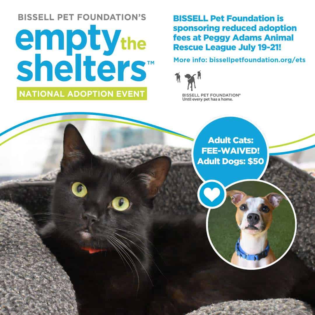 Gato negro y perro disponibles para adopción en el Refugio Peggy Adams.