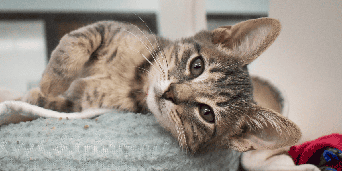 Adorable tabby kitten relaxing on a soft blanket at Peggy Adams Animal Rescue.