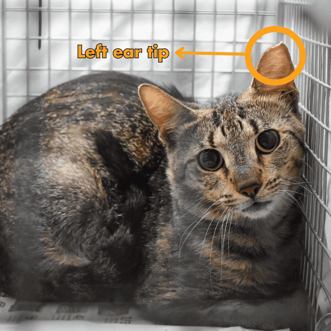 Gato con la punta de la oreja izquierda dañada en una jaula en Peggy Adams Animal Rescue.