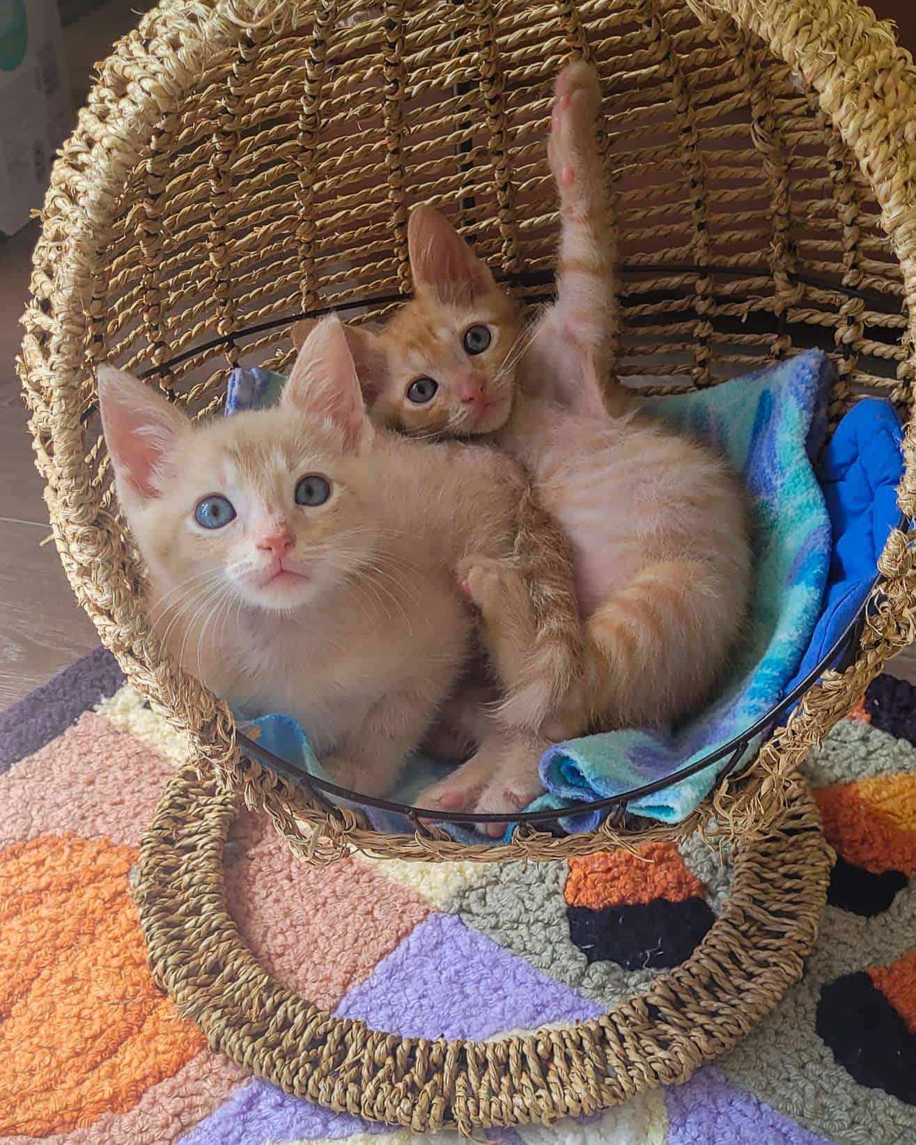 Kittens in a basket, adorable orange tabby cats with blue eyes.