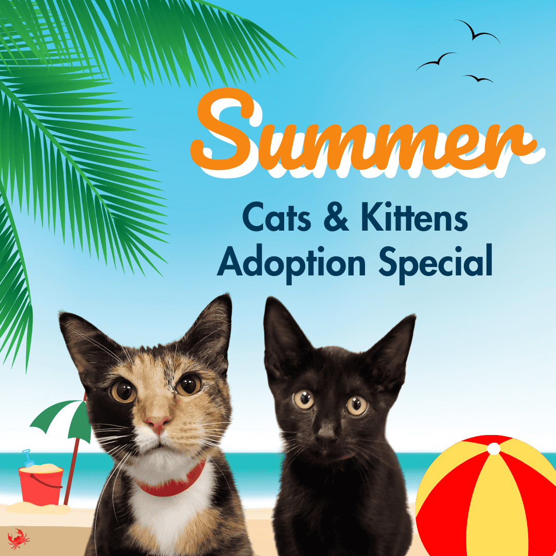 Adorable cats and kittens available for adoption during summer at Peggy Adams.