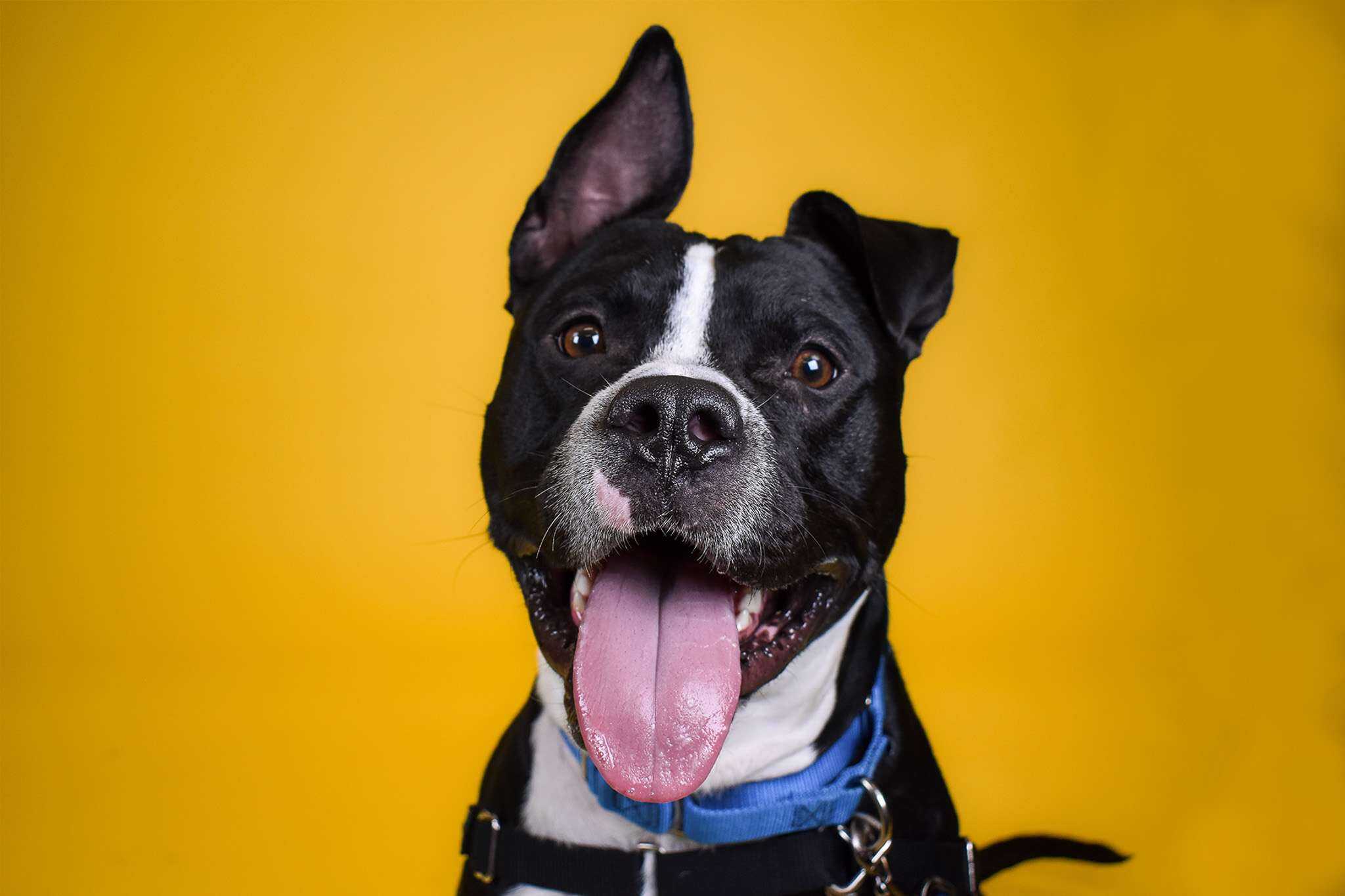 Adorable black and white dog with one ear up and tongue out, wearing a blue collar, against a bright.