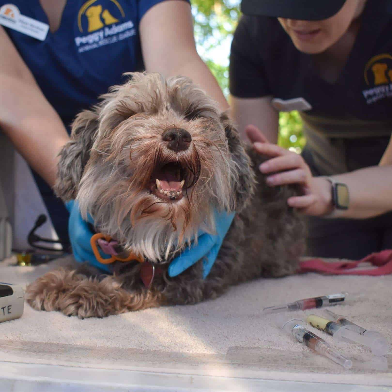 Perro recibiendo atención veterinaria en el Refugio de Animales Peggy Adams.