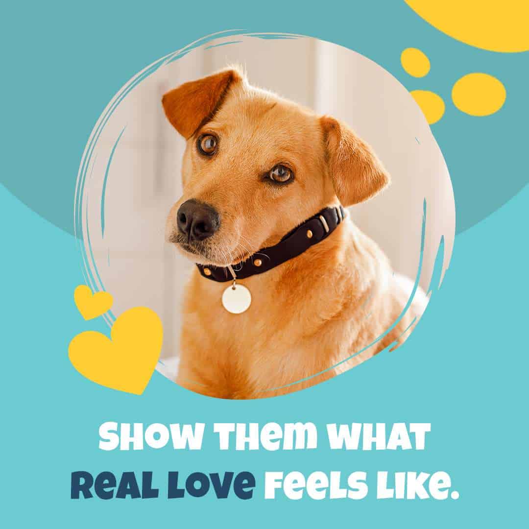 Adorable perro con collar, promoviendo el amor y cuidado de las mascotas.