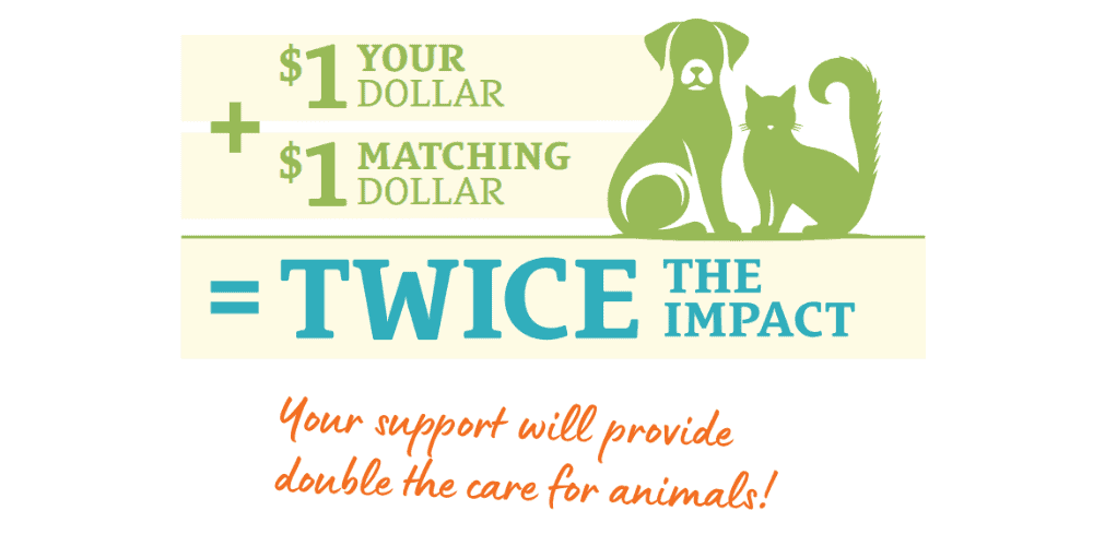Ilustración de perro y gato con símbolos de donación promoviendo el apoyo al cuidado animal.