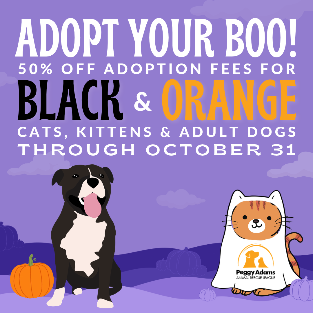 Adopt black and orange cats and dogs with 50% off adoption fees at Peggy Adams.