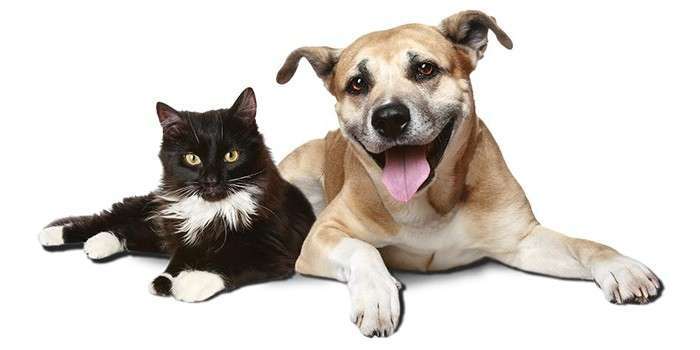 Gato y perro
