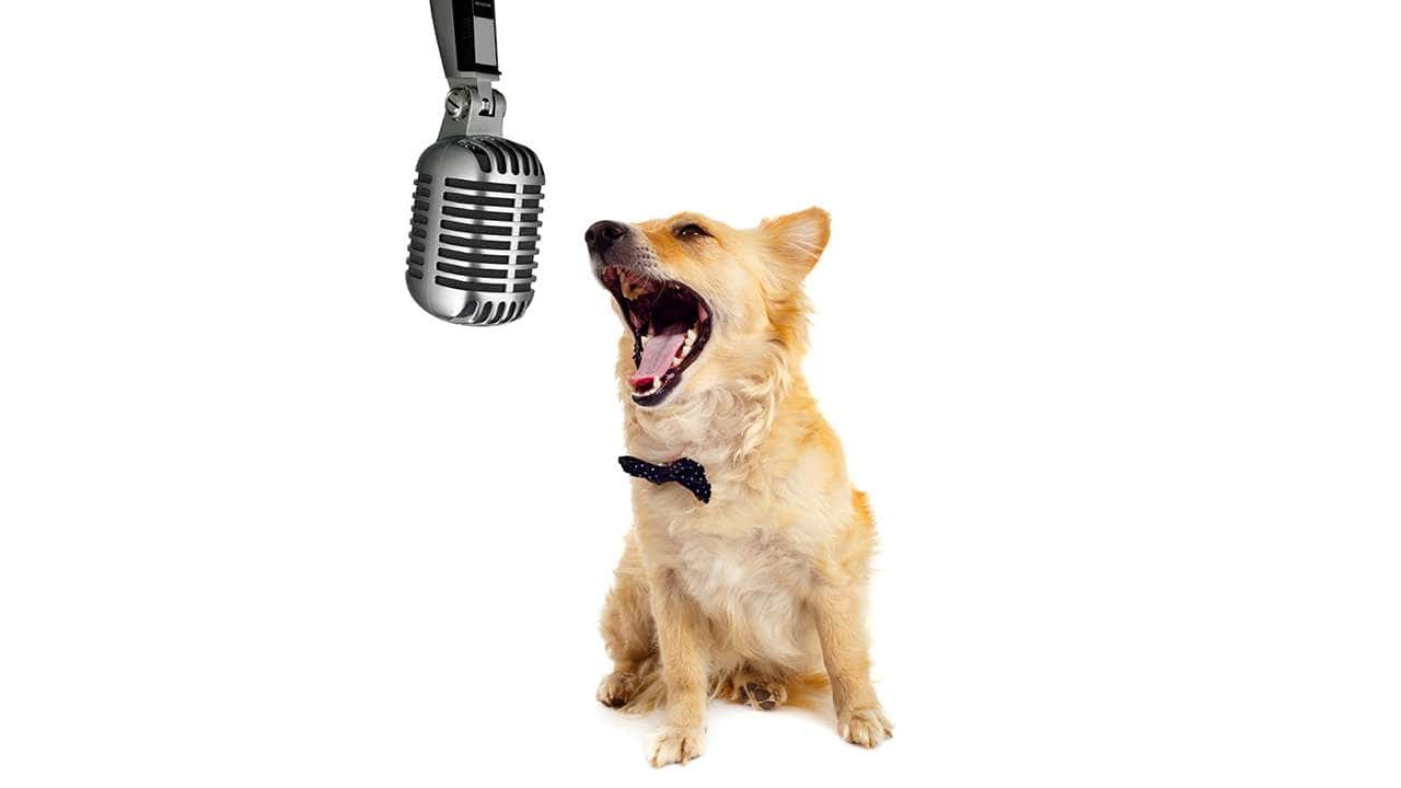 Perro en la radio