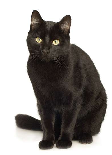 Black%20Cat.jpg