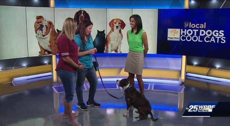 4-24-19%20WPBF%20Hot%20Dogs%20Cool%20Cats.jpg