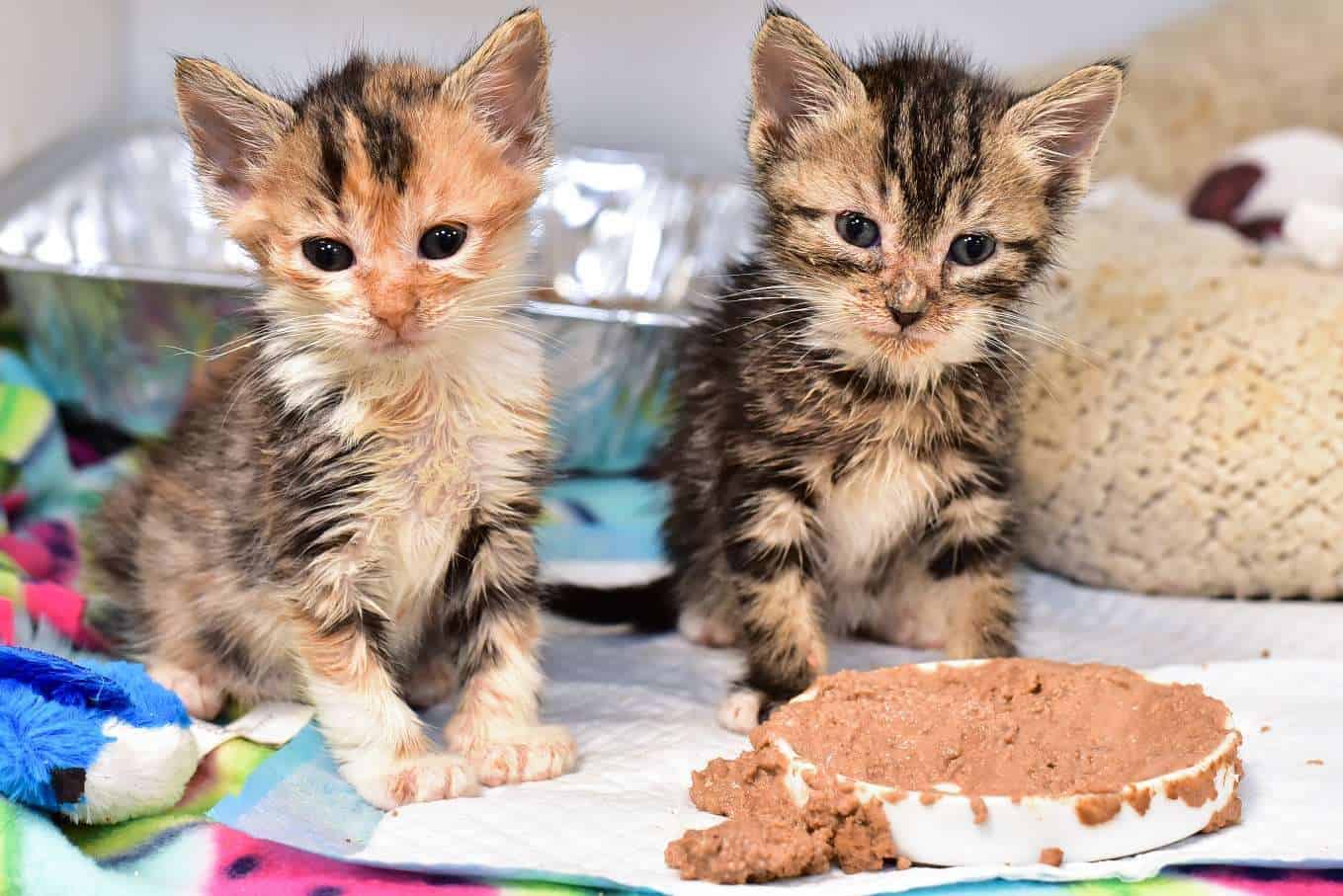 Kitten%20Nursery%20Kittens.jpg