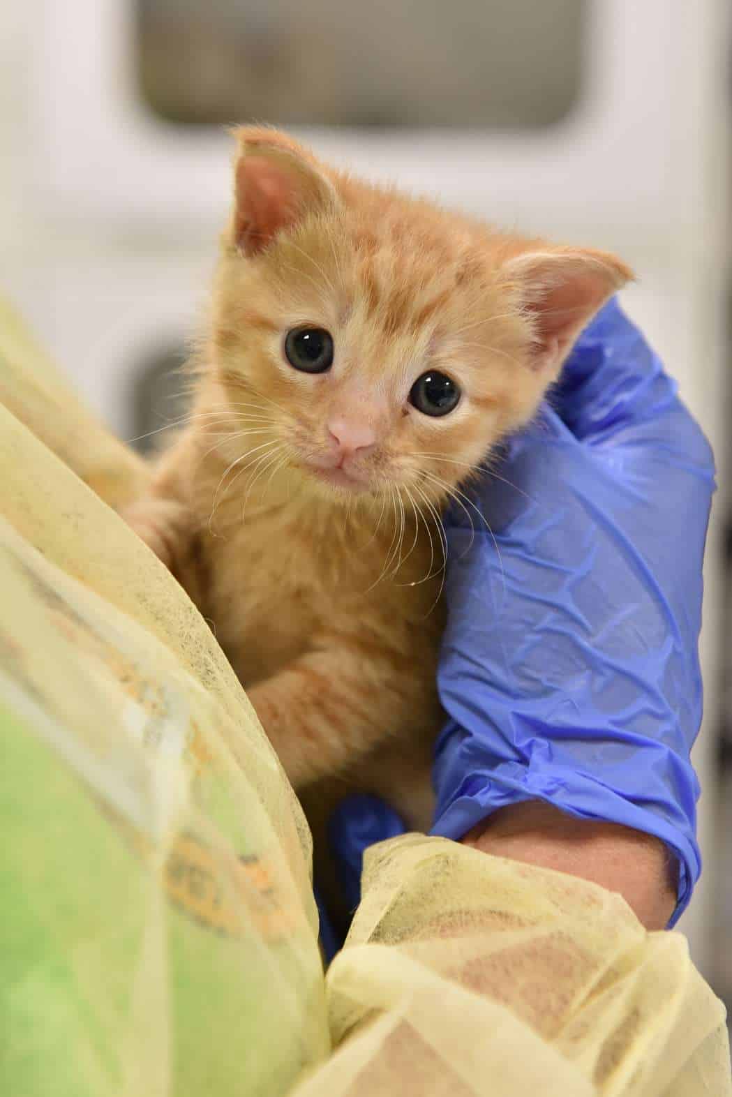 KittenSeason