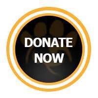 Button%20Donate%20Now%202.jpg