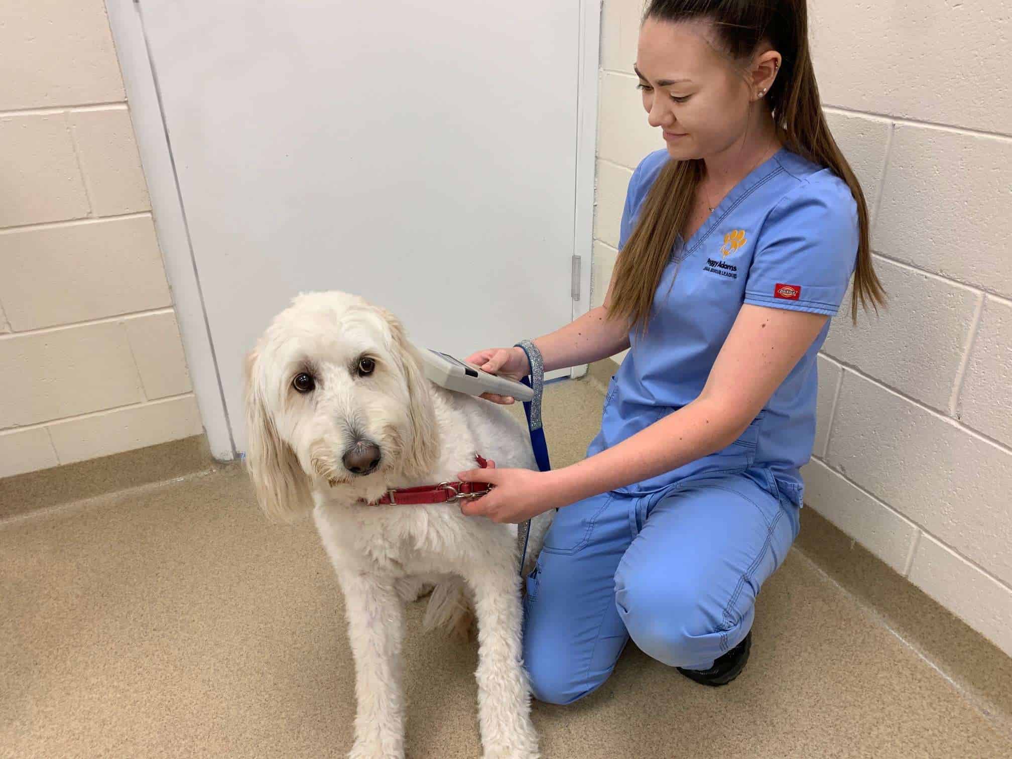 Microchipping