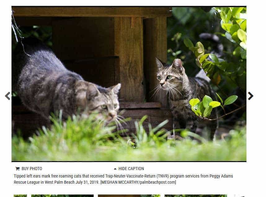 Gatos PBPost
