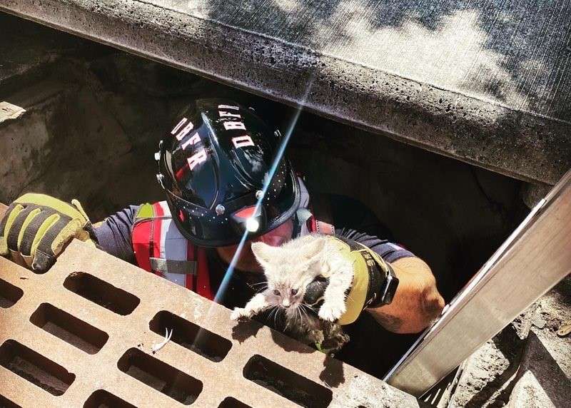 FirefighterAndKitten
