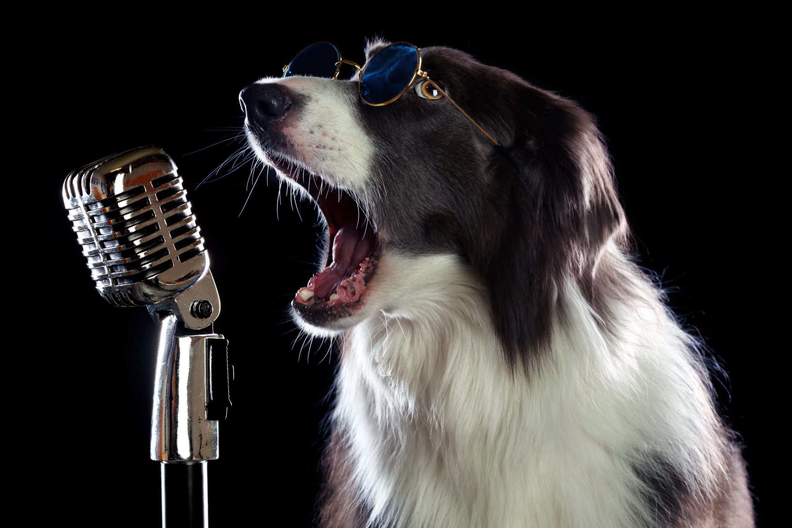 RadioDog