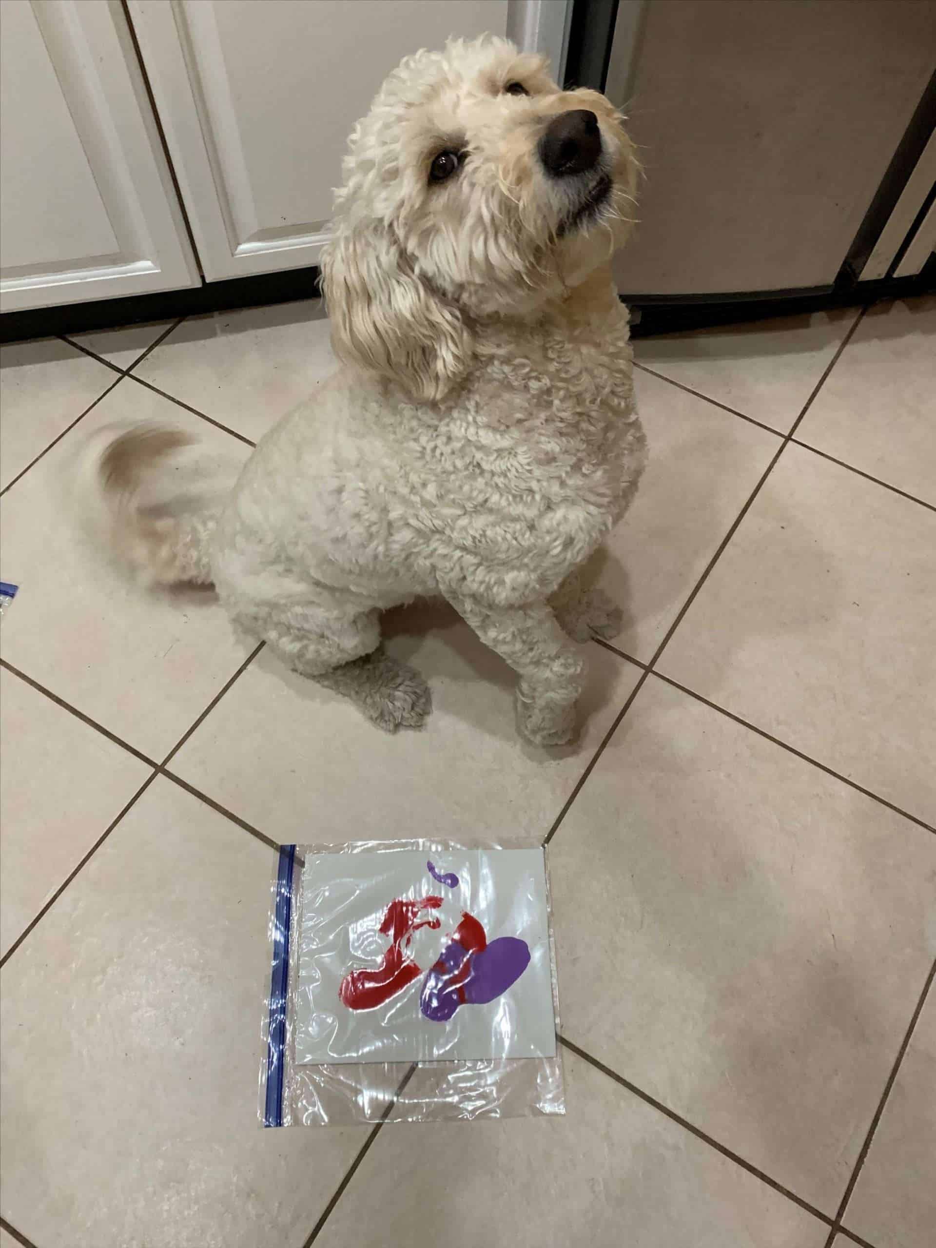 DogPre-Painting-Brady.jpg