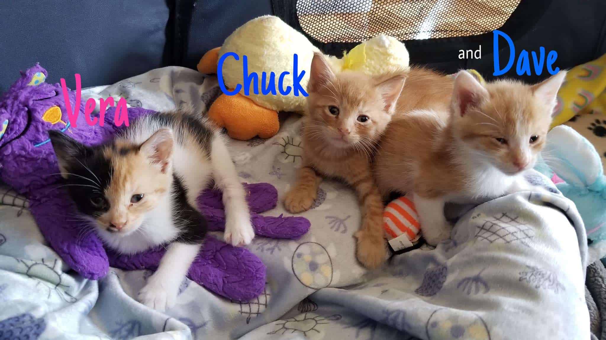 Gatitos2.jpg