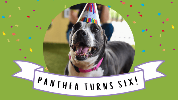 panthea birthday