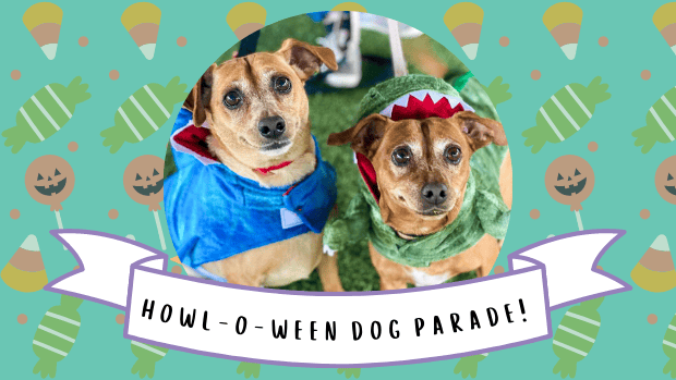 howl-o-ween