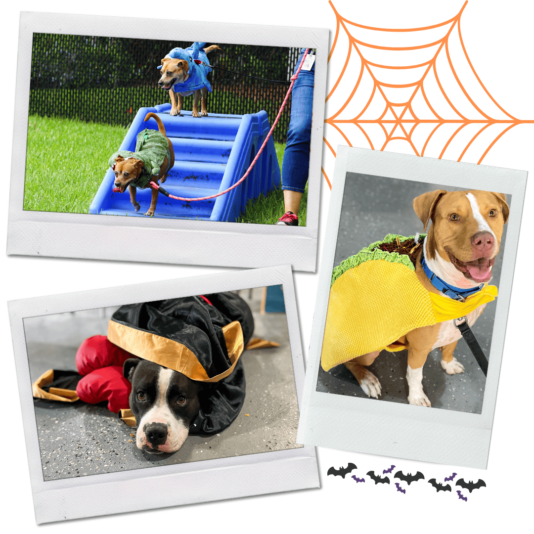 howloween