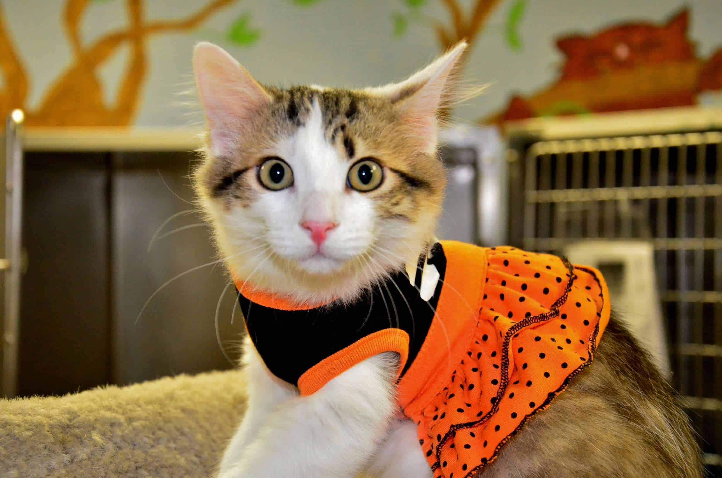 Howloween_Cat.jpg