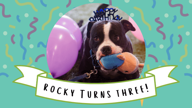 rocky's 3rd birthday