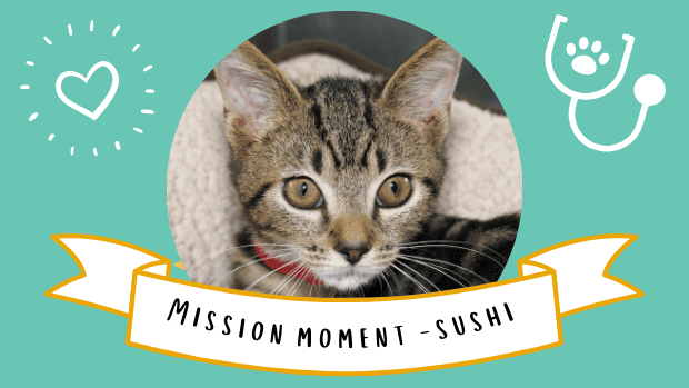 mission moment sushi