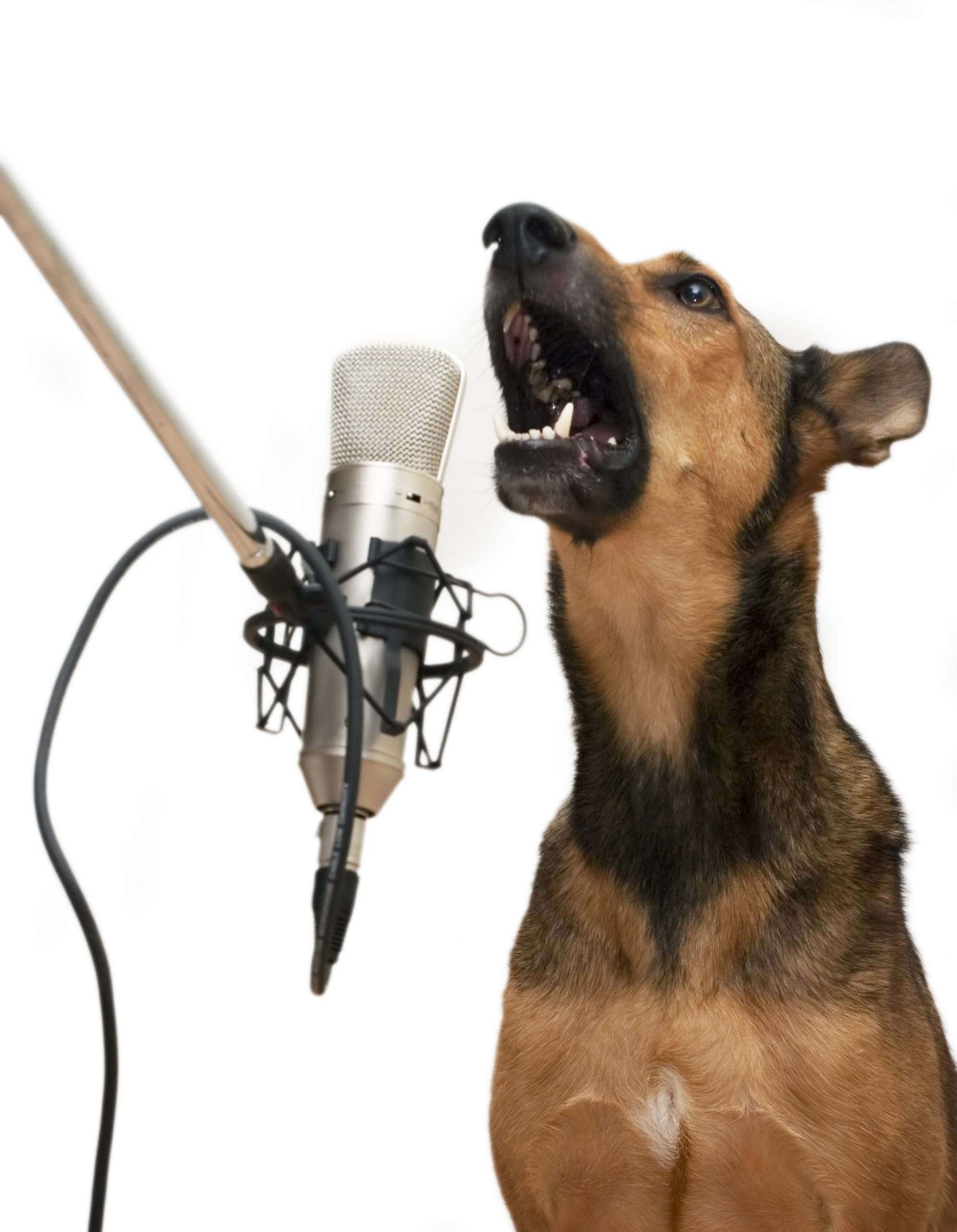 RadioDog