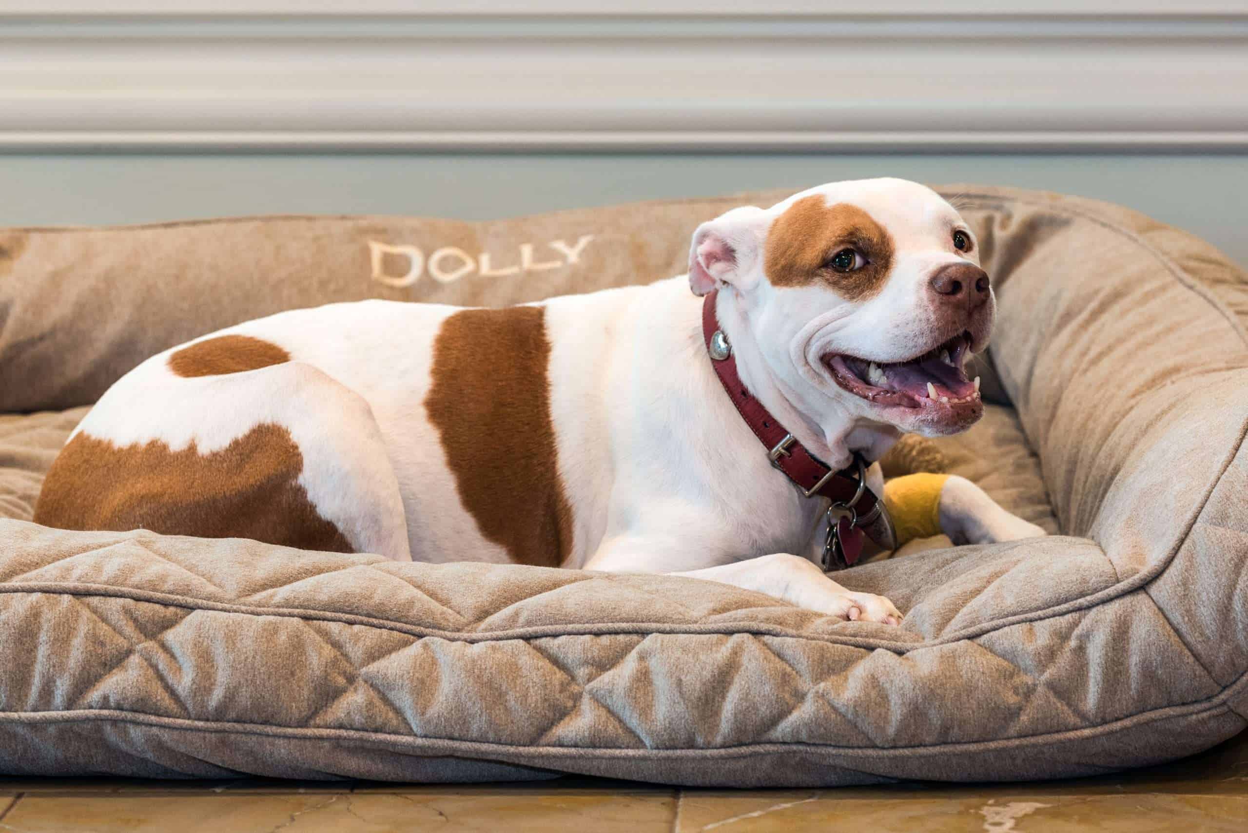 Dolly