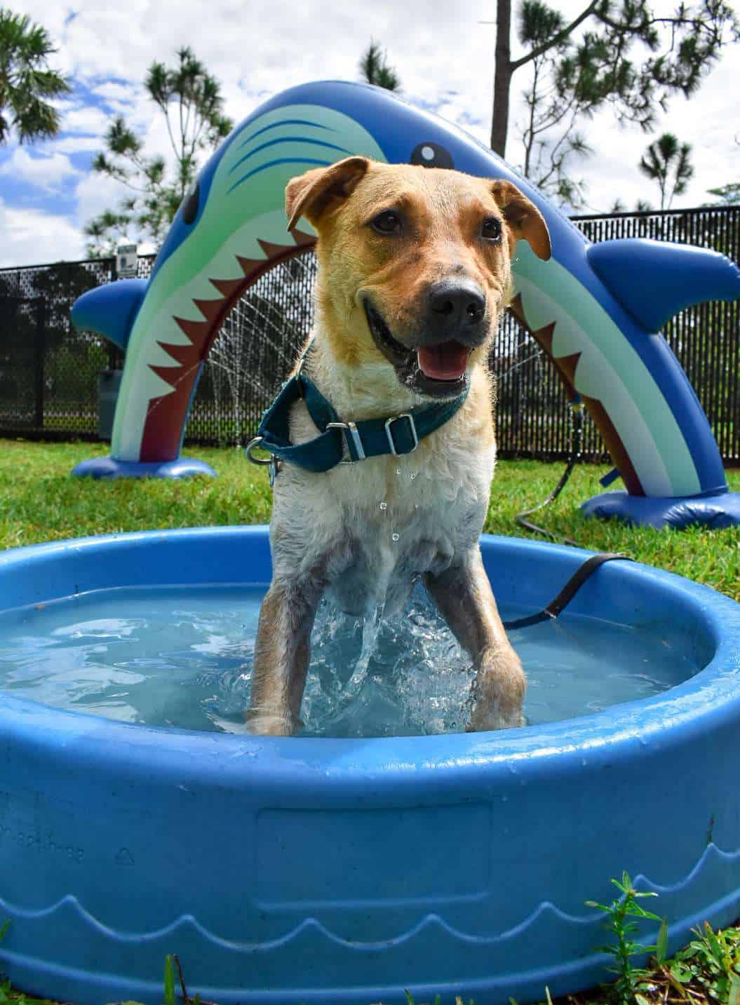 Gomez%20in%20pool%202.jpg