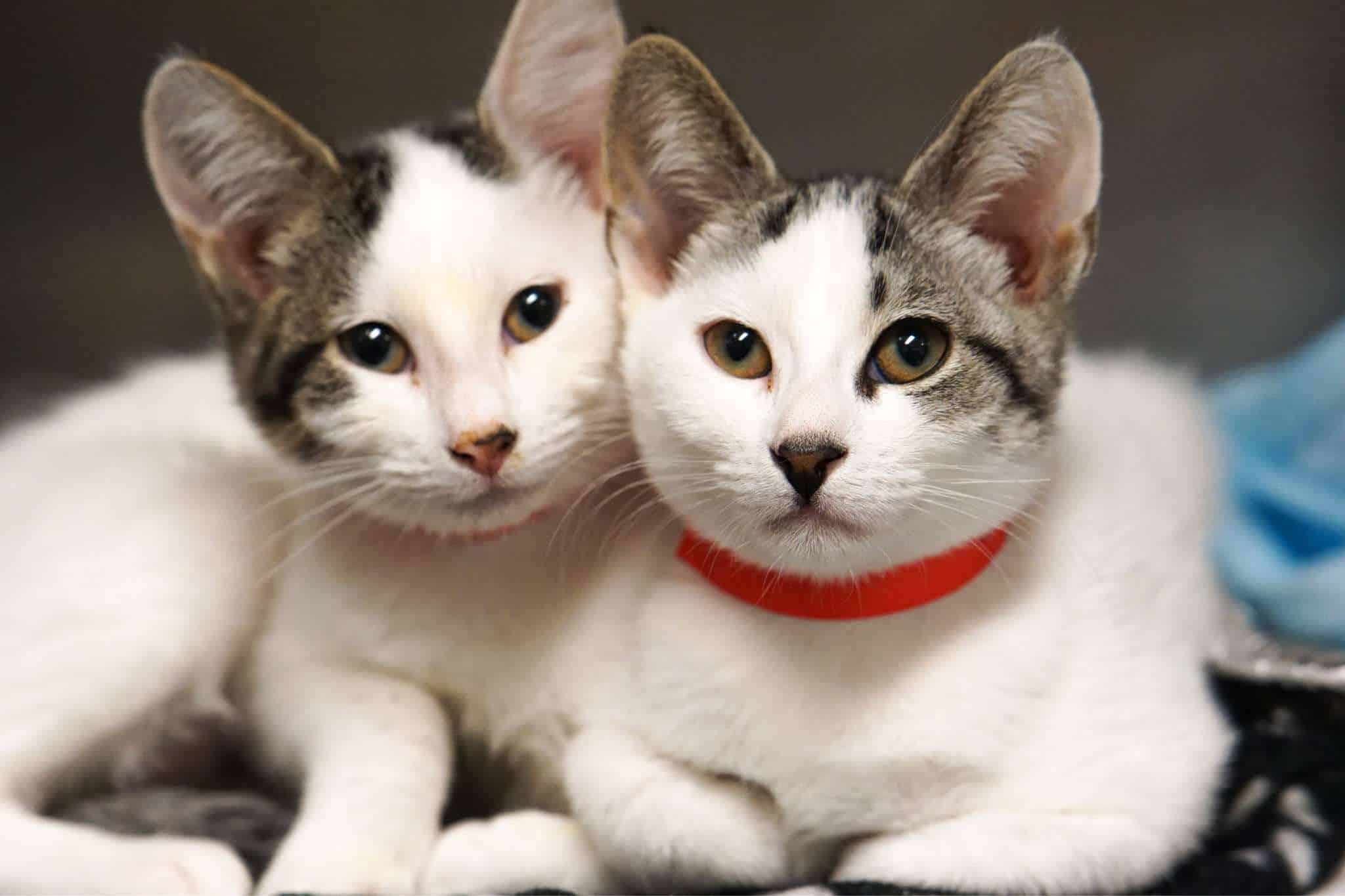 Peggy%20Adams%20Kittens2.jpg
