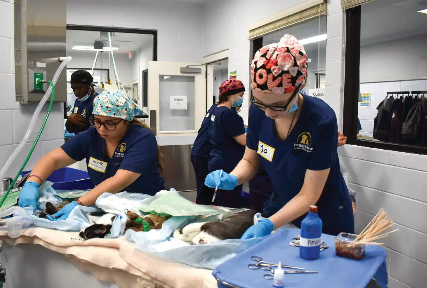 Florida Weekly - Peggy Adams hosts 505 cats for surgery on TNVR Spay Day