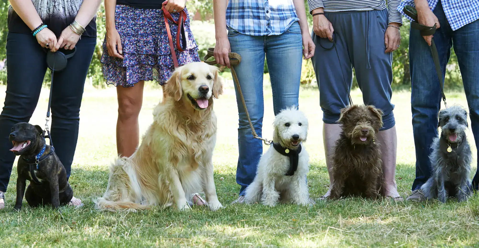 Florida Weekly - Peggy Adams, Lucky Dog, socios en cursos de entrenamiento