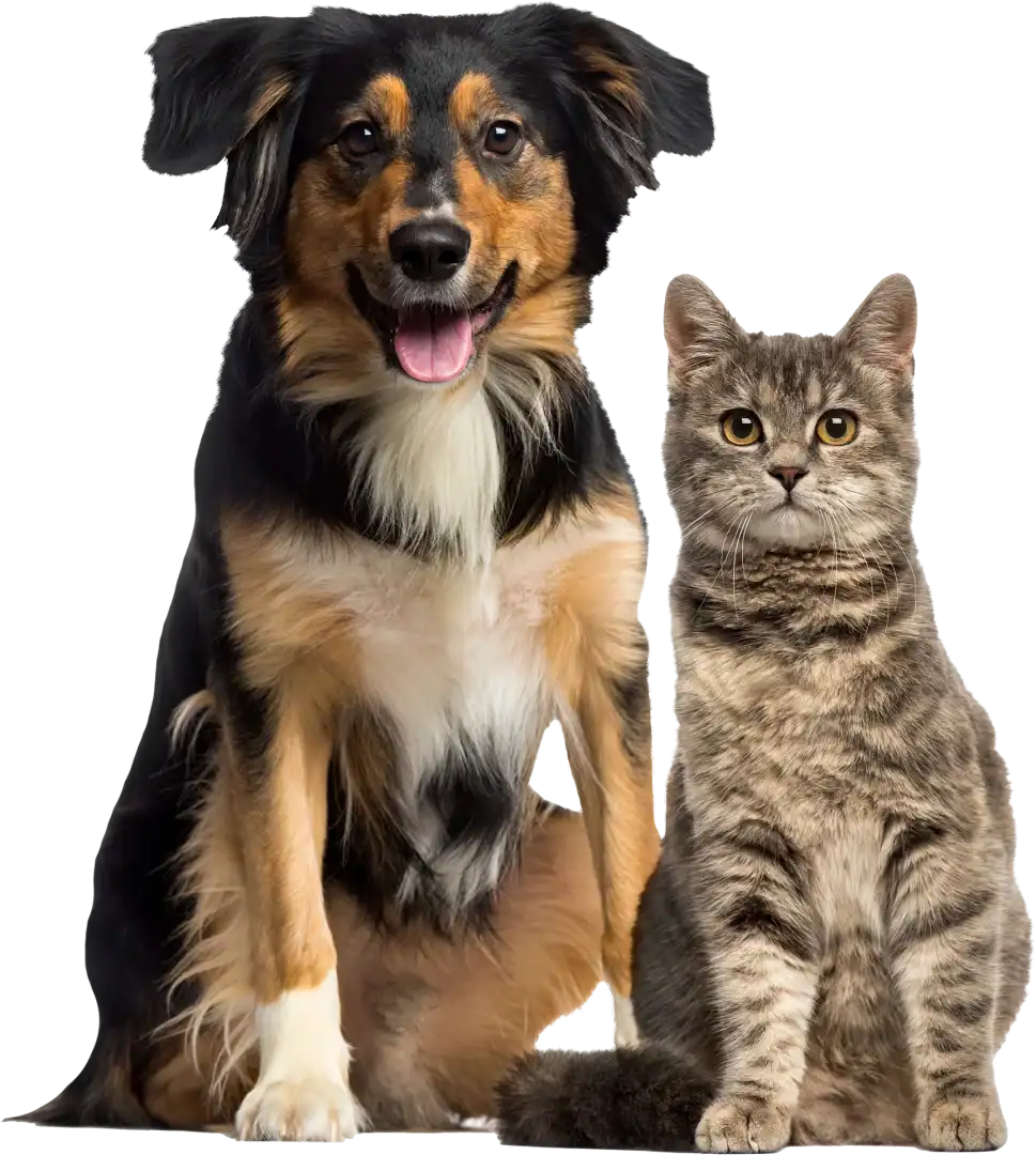 Perro y gato (fondo transparente)