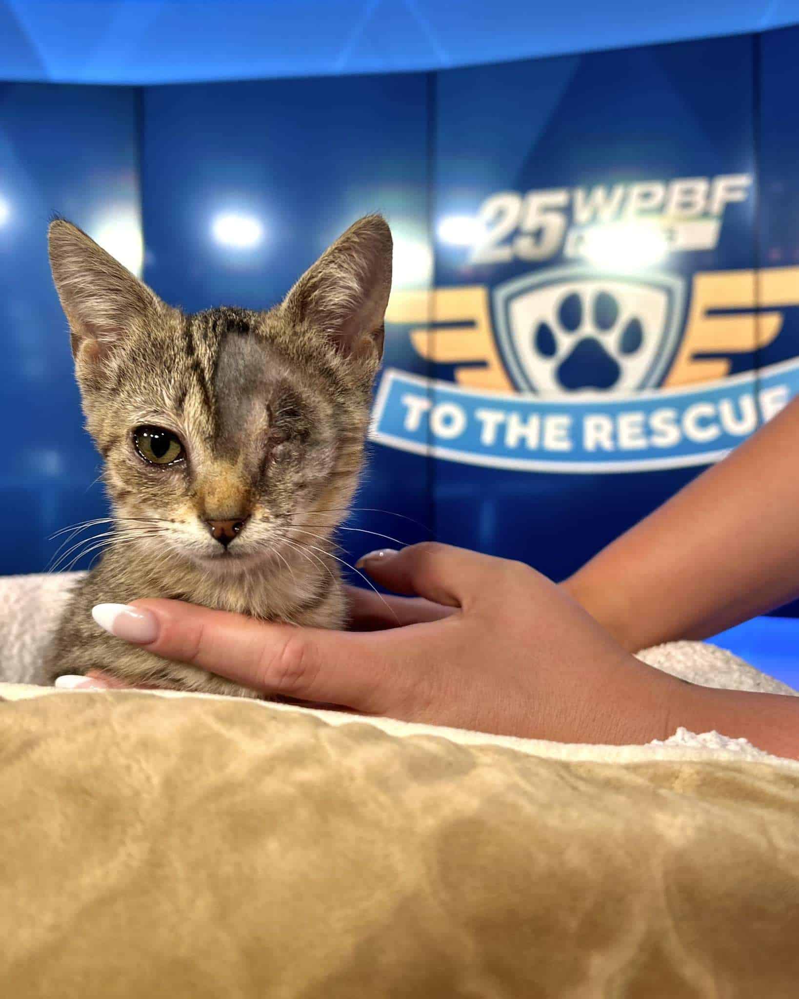 Adorable rescue cat being held at WPBF rescue event.