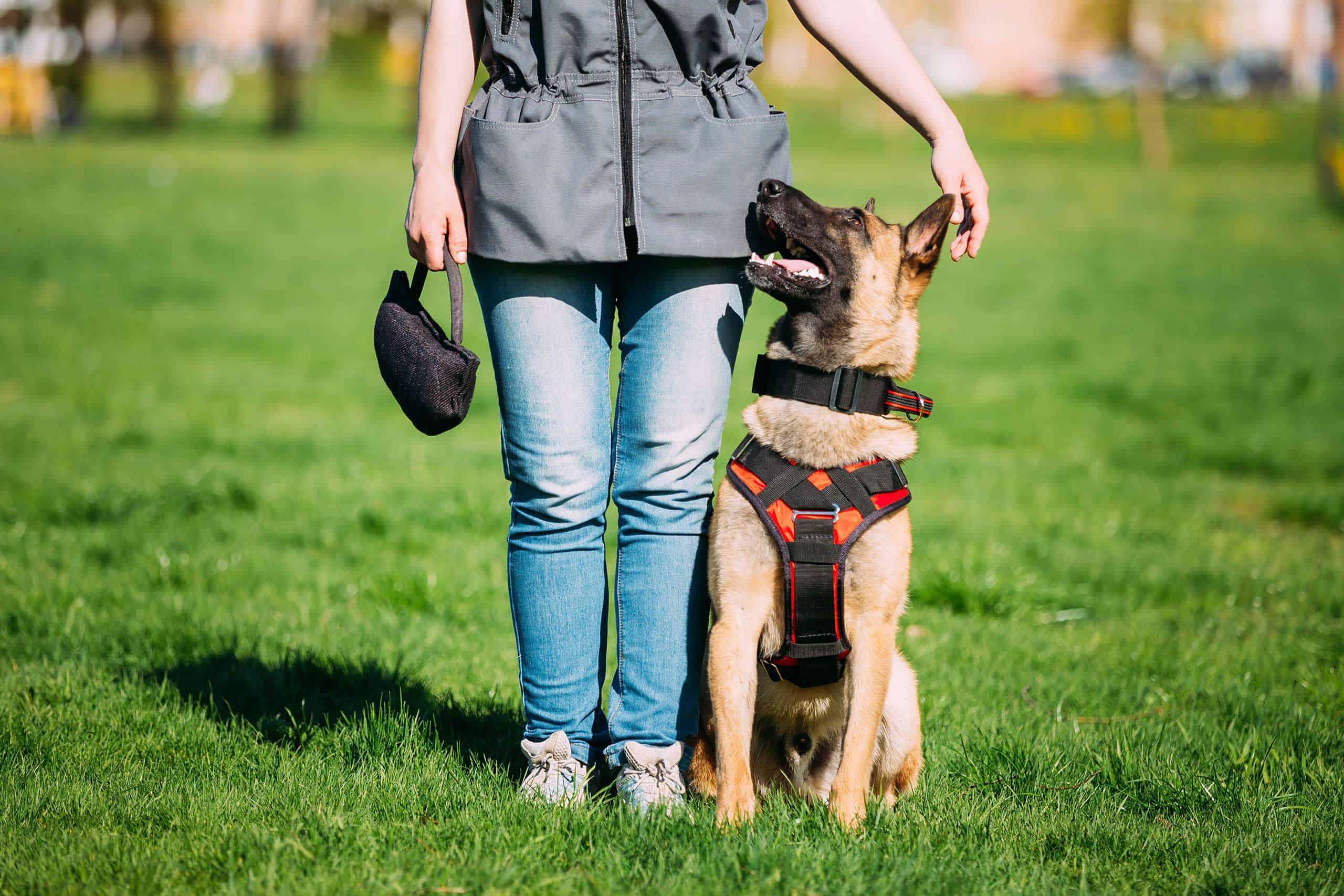 Perro Malinois sentado al aire libre en la hierba verde del verano cerca de su dueño en la formación. El Malinois Belga bien educado y adiestrado suele ser activo, inteligente, amistoso, protector, alerta y trabajador.